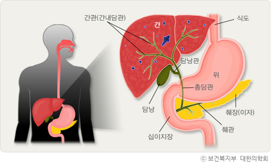 담낭과 담도